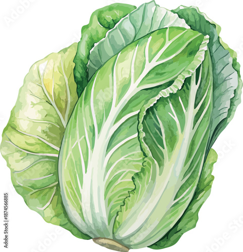Napa Cabbage Vegetable – Botanical Watercolor Vector Illustration