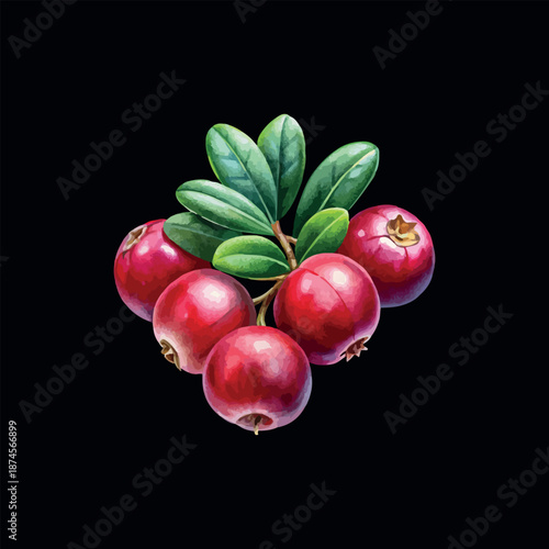 Red Lingonberry Berries Vector Watercolor Illustration Black Blackground