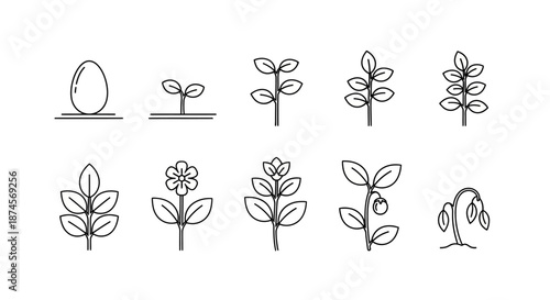 Scientific process illustration of a plant's biological life cycle, featuring sequential growth stages from seed to sprout, blossom, fruit development, and natural decline