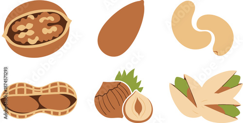 Flat style illustration collection of 6 nut types walnut almond cashew peanut hazelnut and pistachio