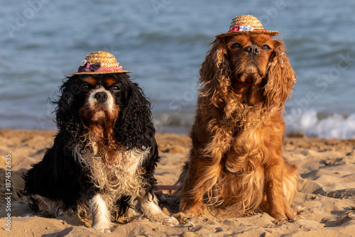 Fototapeta Simpatici cani Cavalier King Charles Spaniel con cappellino di paglia sulla test