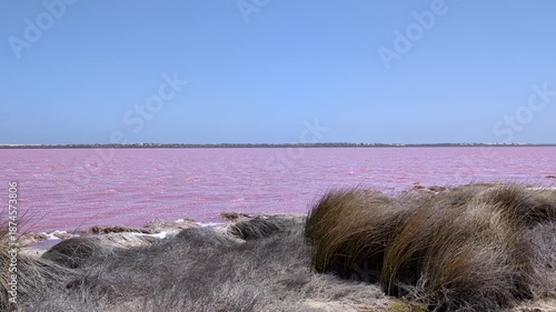 Vibrant pink lake in Western Australia, framed by lush vegetation on a sunny day.
