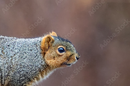 Close-up of a squirrel
