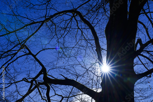 Dance of Light: The Sun and the Branches Meet in a Radiant Blue Sky.