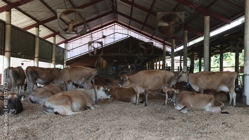Dairy cattle in a compost barn system - Cássia dos Coqueiros, São Paulo, Brazil 