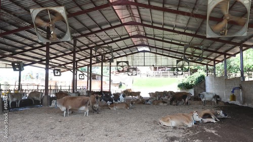 Dairy cattle in a compost barn system - Cássia dos Coqueiros, São Paulo, Brazil 