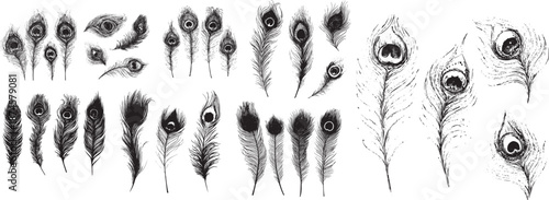 Hand Drawn Black and White Peacock Feathers Illustration Set - Elegant Decorative Bird Plumes Vector Collection

