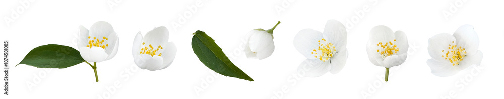 Fototapeta premium Isolated White Jasmine Flowers