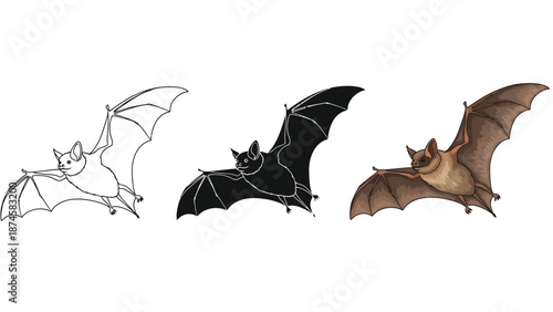 Three styles of flying bat illustration sketch, silhouette and realistic color drawing