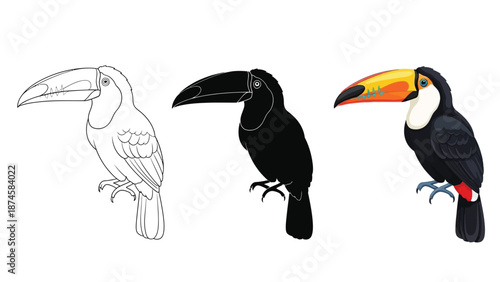 Set of toucan bird illustrations outline, silhouette and full color vector drawing