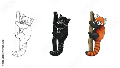 Cute red panda climbing a tree branch, line art, silhouette and full color illustrations set