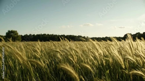 Wallpaper Mural Golden Wheat Field Blowing in the Wind Torontodigital.ca