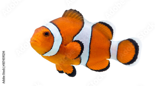 A vibrant orange clownfish on transparent background swimming in ocean water