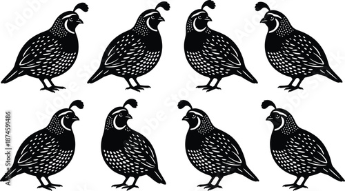Quail bird silhouette set with different poses, decorative spotted feathers, wildlife collection, black vector illustration isolated on white background for nature and farming concepts