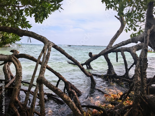 Naturaleza: vida marina 