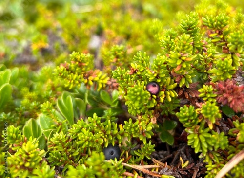 Obraz na plátně A green forest carpet. nature of the North.