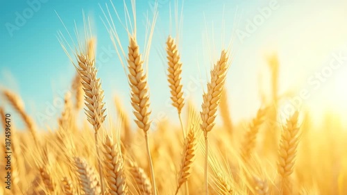 Ripe ears of grain sway in the field under the blue sky.