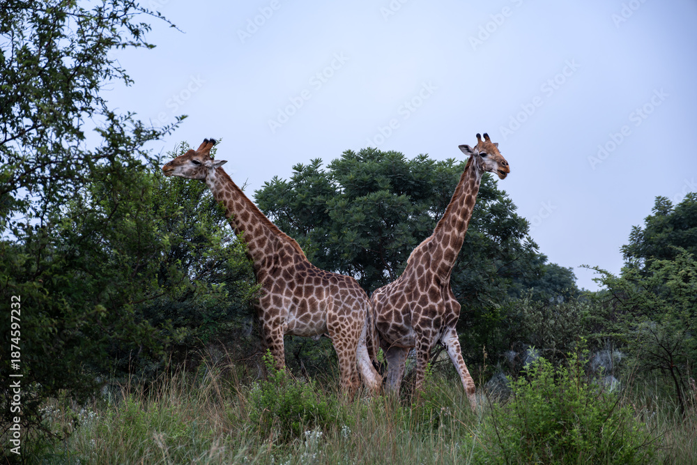 Fototapeta premium Two giraffes standing back to back, surrounded by green foliage