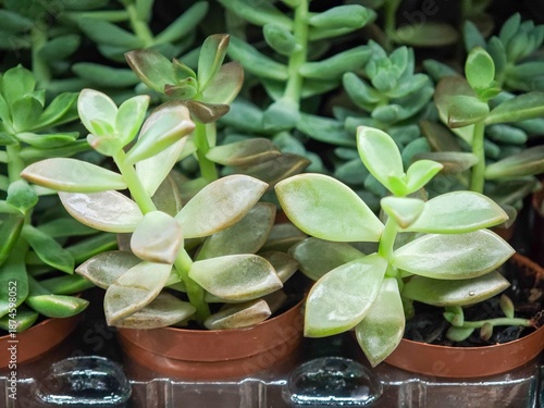 Succulents in small clay pots
