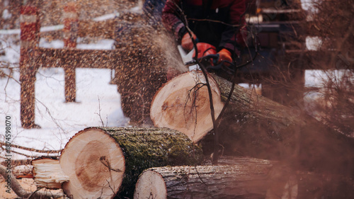 Obraz na plátně Lumberjack woodcutter with chainsaw in uniform cutting a massive tree in the win
