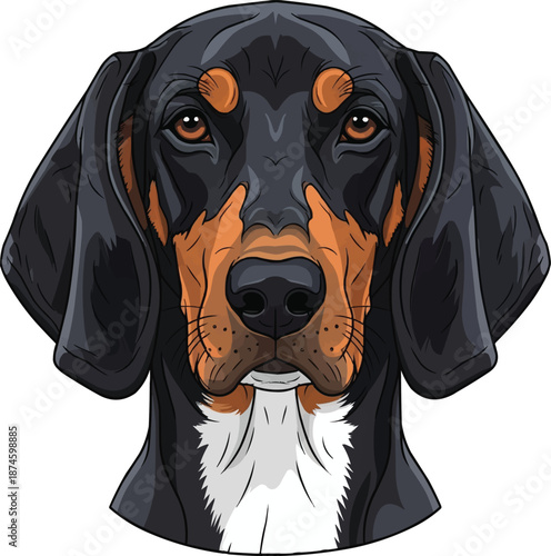 Polish Hound dog face closeup headshot portrait facing front