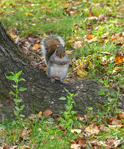 Eastern gray squirrel (Sciurus carolinensis), also known as simply grey squirrel in Central Park in late autumn. NYC, United States