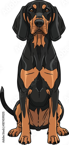 Polish Hound dog sitting upright attentive facing front pose