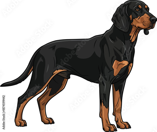 Polish Hound dog standing alert side profile view looking away pose