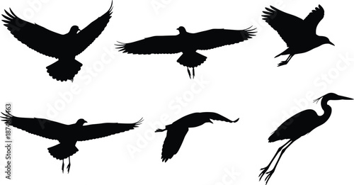 Flying bird silhouettes collection, soaring wildlife shapes, raven gull heron poses, black vector icons isolated on white background set
