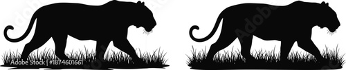 Black panther silhouette walking in grass, wild jungle predator animal vector illustration isolated on white background for design