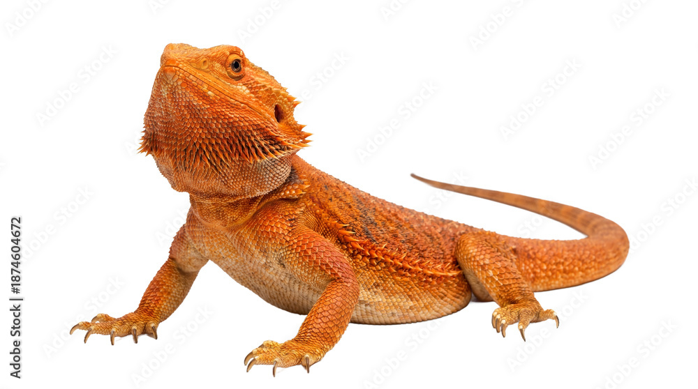 Obraz premium A vibrant orange bearded dragon on transparent background