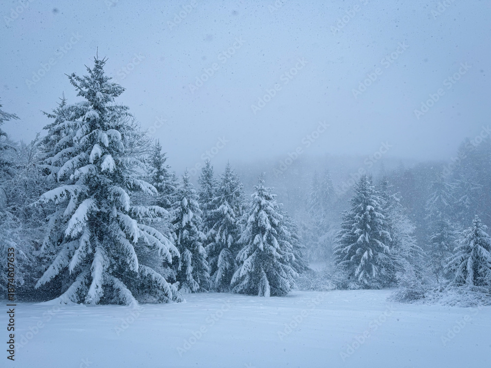 Fototapeta premium Dense snowfall blankets a quiet alpine meadow surrounded by snowy fir trees. Quiet beauty of a misty, atmospheric winter landscape with falling snow. Winter wonderland in the untouched wilderness.