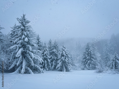 Wallpaper Mural Dense snowfall blankets a quiet alpine meadow surrounded by snowy fir trees. Quiet beauty of a misty, atmospheric winter landscape with falling snow. Winter wonderland in the untouched wilderness. Torontodigital.ca