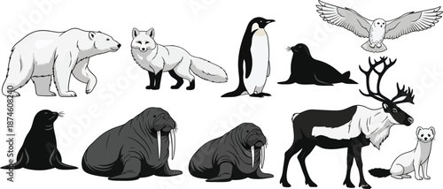 Arctic and subarctic wildlife illustrations