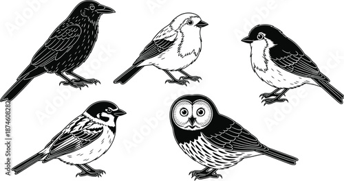 Illustration of five different bird species in black and white
