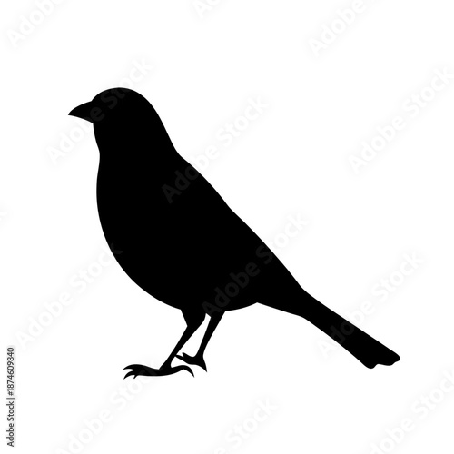 Small black bird standing