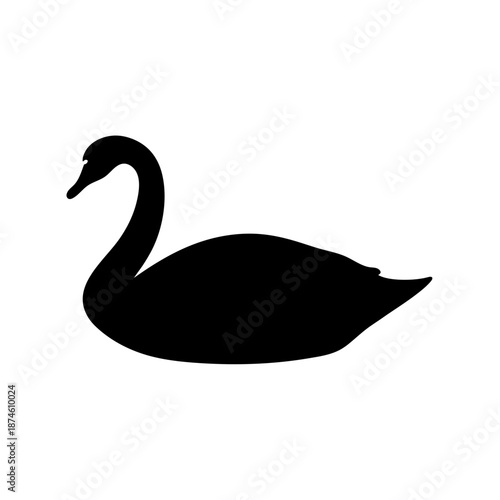 Elegant black swan