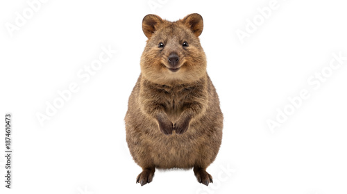 A quokka standing on its hind legs on transparent background