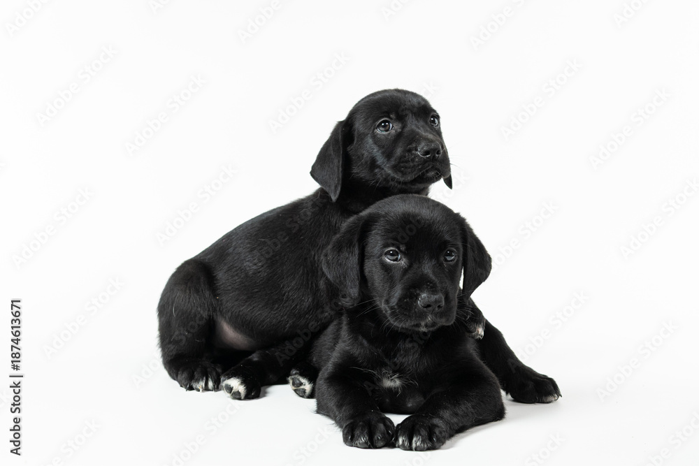 Fototapeta premium Playful black and white puppy on white background