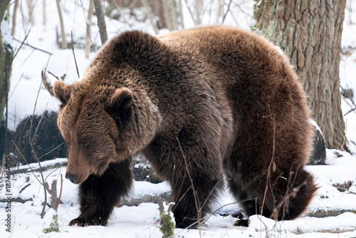 Brown bear (Ursus arctos) roaming through a winter forest with snow. Wild animal looking for food in the woodlands in Europe. Hungry mammal in the cold season.
