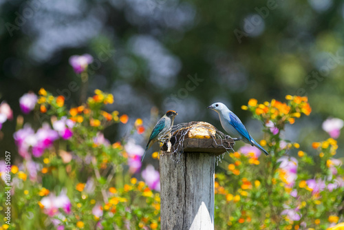 A Scrub Tanager and a Blue Gray Tanager perched on a bird feeder in Jericó, Colombia.