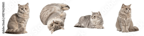 Obraz na plátne Set of British Longhair Cat Plush Long-Haired Breed Portraits, Round-Faced Domes