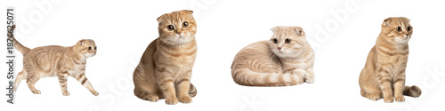 Quadro su tela Set of Scottish Fold Cat Folded-Ear Breed Portraits, Round-Faced Domestic Feline