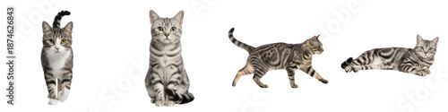 Slika na platnu Set of American Shorthair Cat Classic Domestic Breed Portraits, Short-Haired Fel