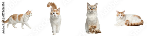 Cuadro en lienzo Set of Turkish Van Cat Semi-Long Haired Breed Portraits, White Feline with Color