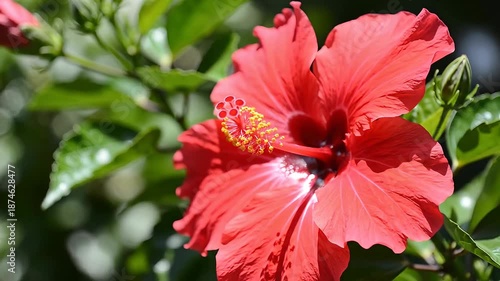 Wallpaper Mural A stunning closeup view of a vibrant red hibiscus flower blooming beautifully in a tropical garden showcasing its delicate petals and prominent yellow stamen under bright natural sunlight evoking fee. Torontodigital.ca