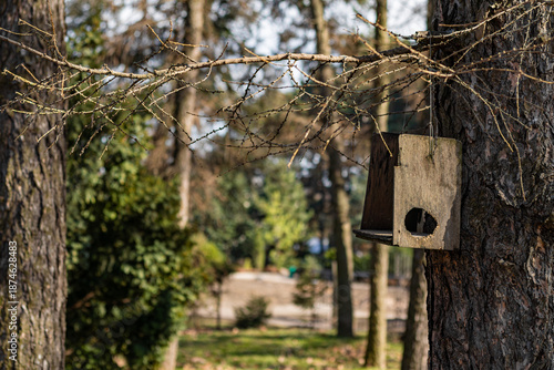 Close-up of an old wooden birdhouse suspended from a bare tree branch in a forest park, with blurred green background and soft sunlight.
