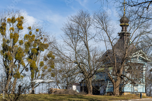 Scenic view of a historic wooden church with onion dome and cross, surrounded by leafless trees laden with yellow mistletoe under blue sky.
