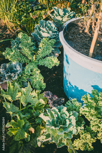 Close-up of assorted leafy greens like kale and cabbage growing in blue pot and soil with sunlight casting shadows.
