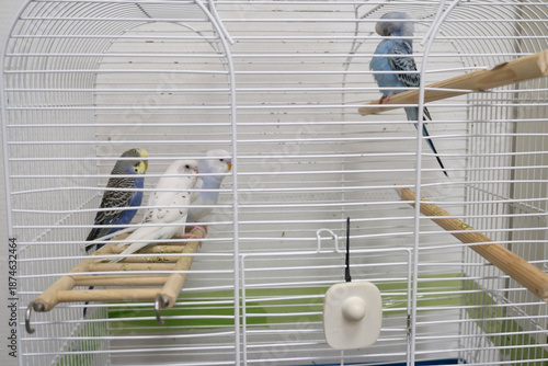 A group of colorful budgerigars perched inside a cage with one bird sitting apart. The image captures their intricate feather patterns and showcases their social behavior and curiosity.
